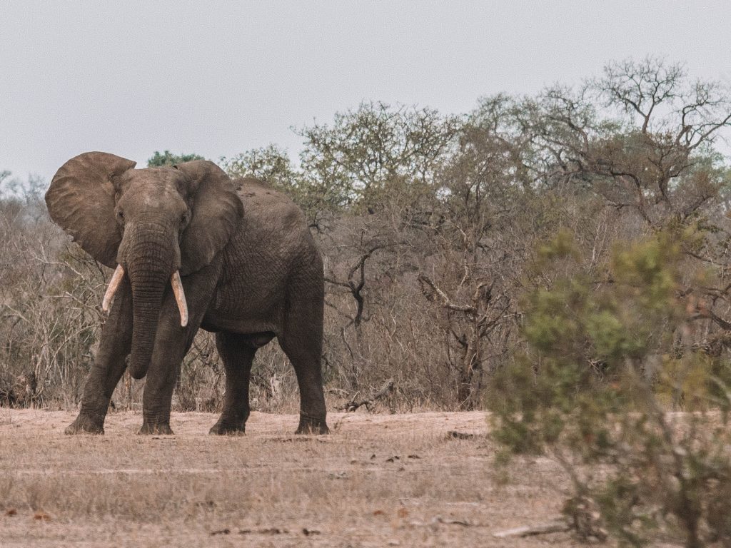 Cheetah-Plains-Travel-Blog-Sabi-Sands-South-Africa-Safari-Luxury