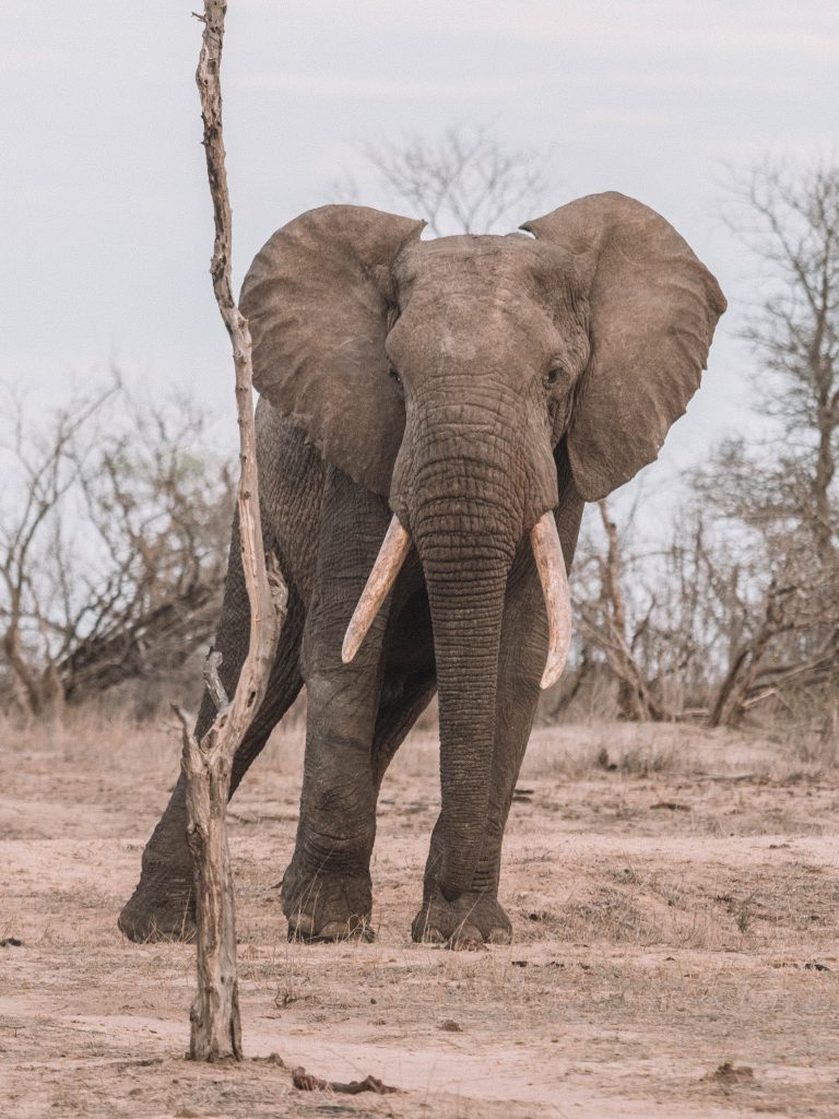 Cheetah-Plains-Travel-Blog-Sabi-Sands-South-Africa-Safari-Luxury