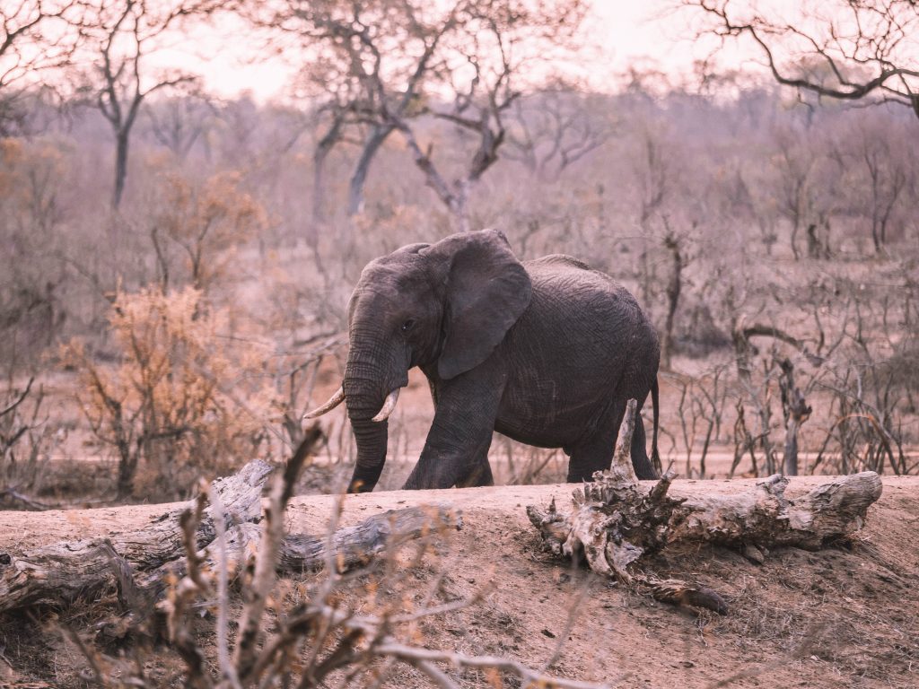 Cheetah-Plains-Travel-Blog-Sabi-Sands-South-Africa-Safari-Luxury