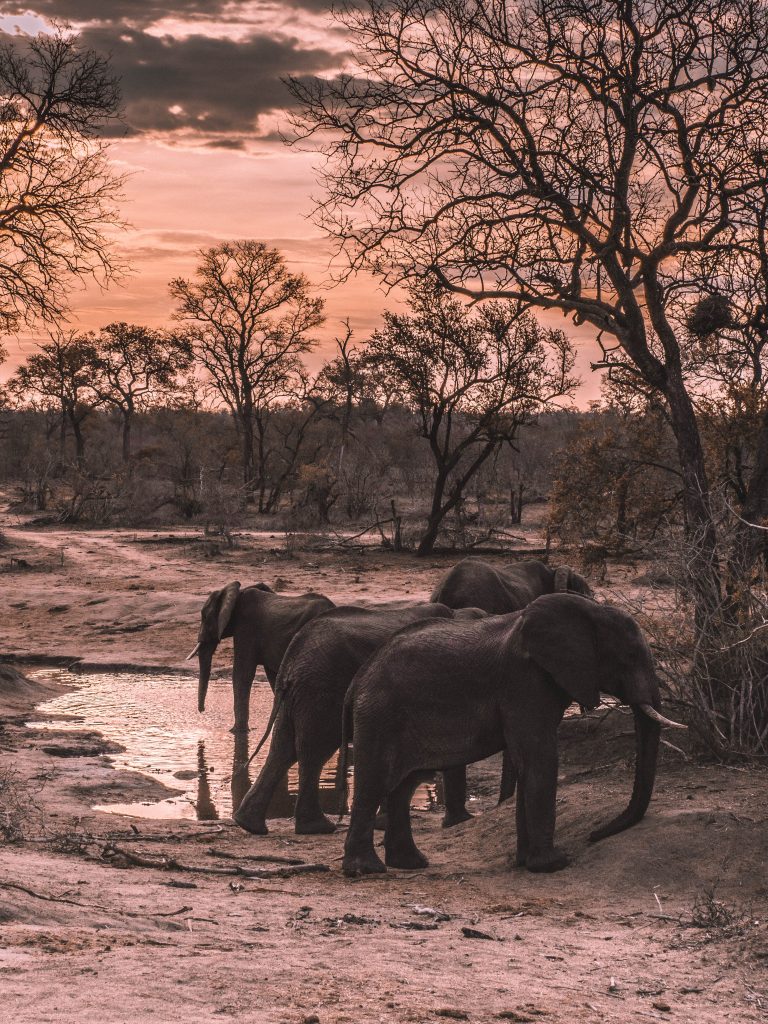 Cheetah-Plains-Travel-Blog-Sabi-Sands-South-Africa-Safari-Luxury