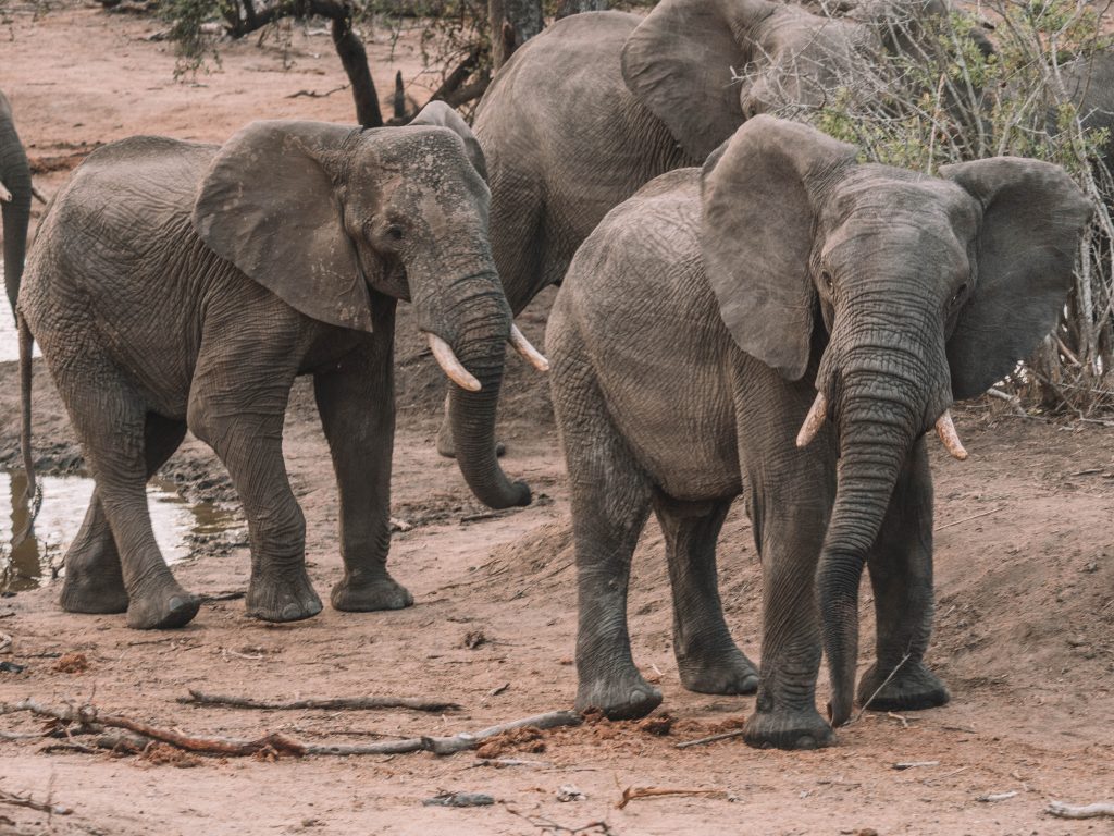 Cheetah-Plains-Travel-Blog-Sabi-Sands-South-Africa-Safari-Luxury
