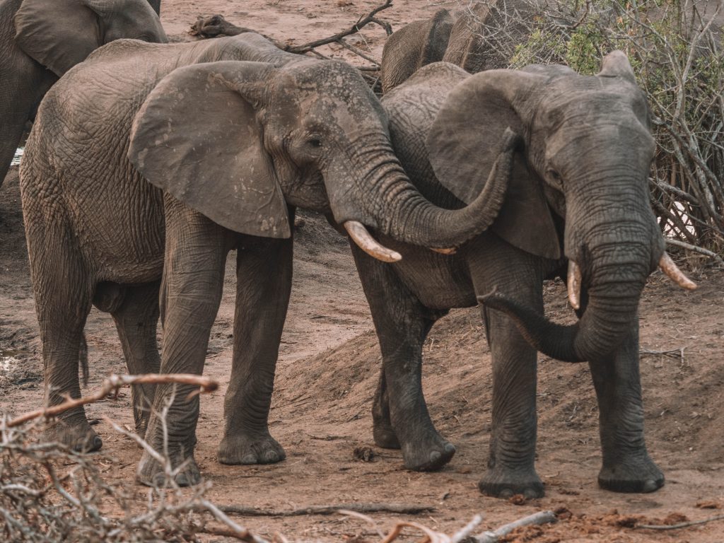 Cheetah-Plains-Travel-Blog-Sabi-Sands-South-Africa-Safari-Luxury