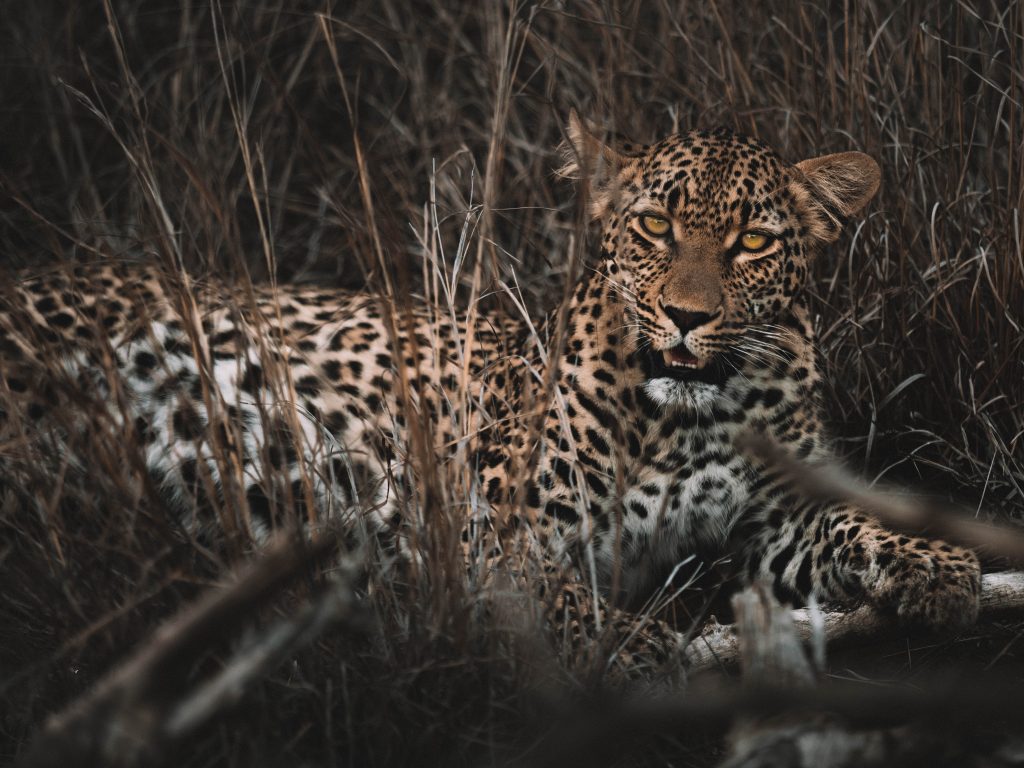 Cheetah-Plains-Travel-Blog-Sabi-Sands-South-Africa-Safari-Luxury
