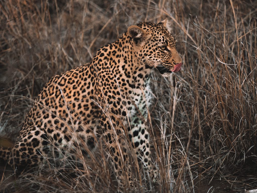 Cheetah-Plains-Travel-Blog-Sabi-Sands-South-Africa-Safari-Luxury