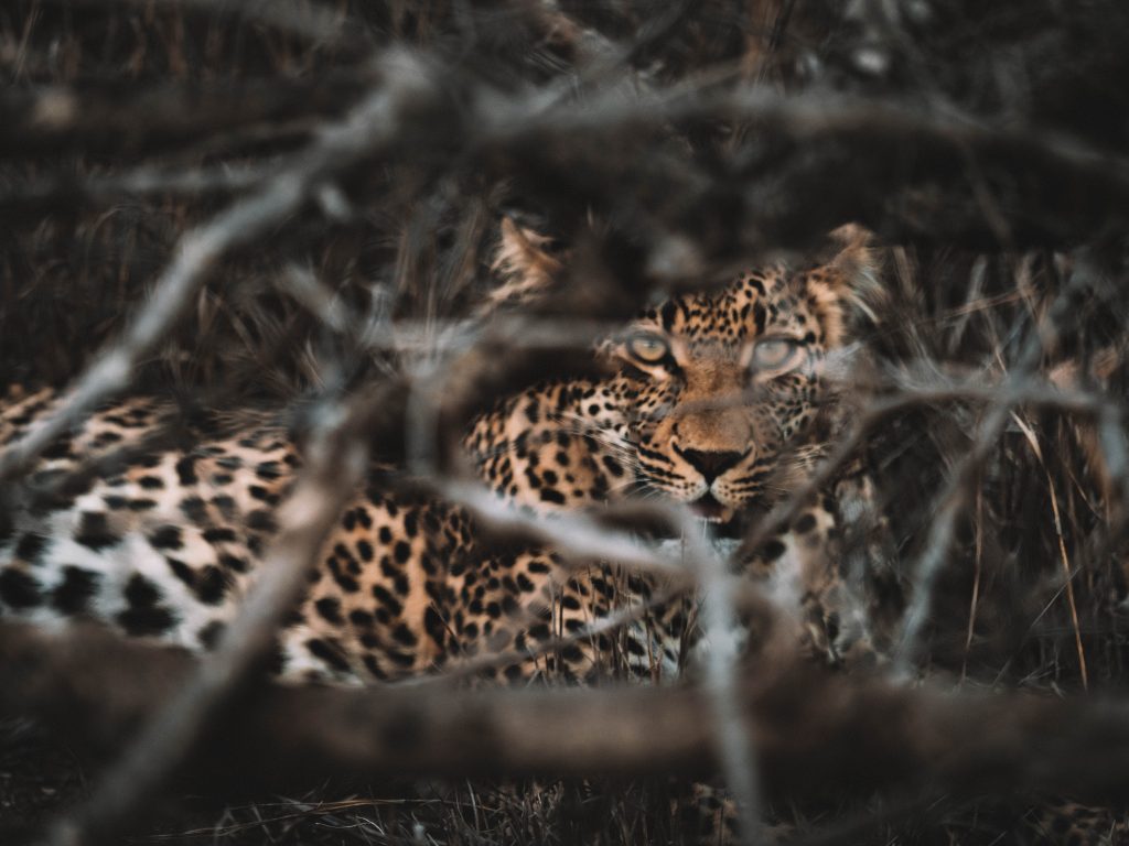 Cheetah-Plains-Travel-Blog-Sabi-Sands-South-Africa-Safari-Luxury