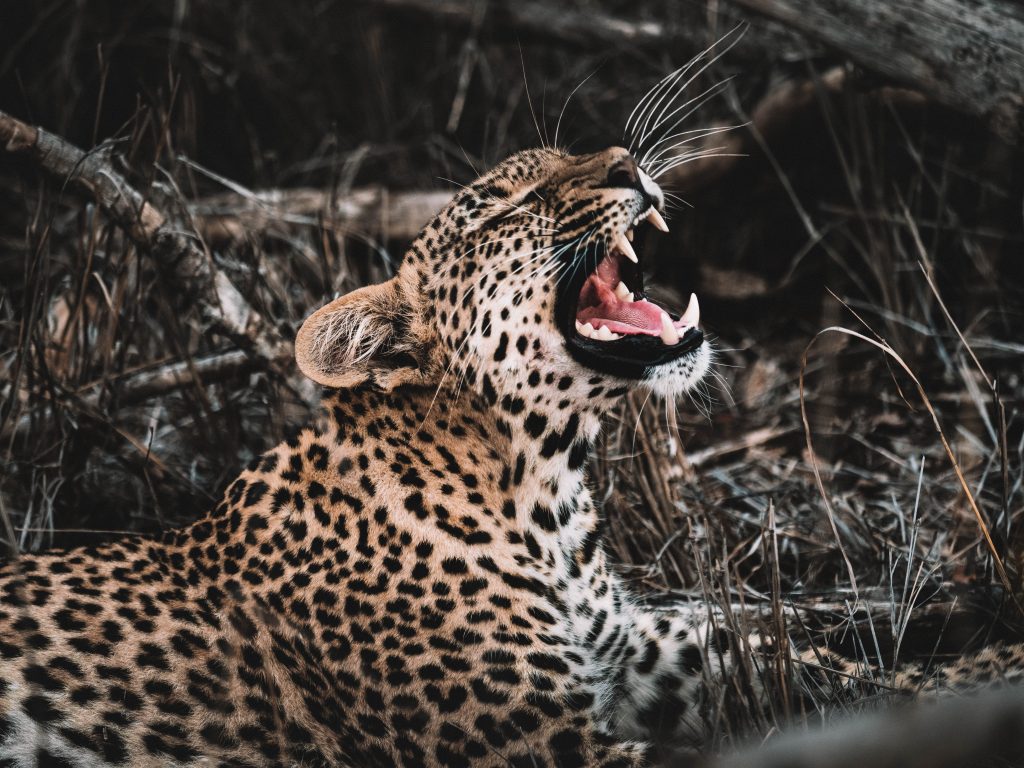 Cheetah-Plains-Travel-Blog-Sabi-Sands-South-Africa-Safari-Luxury