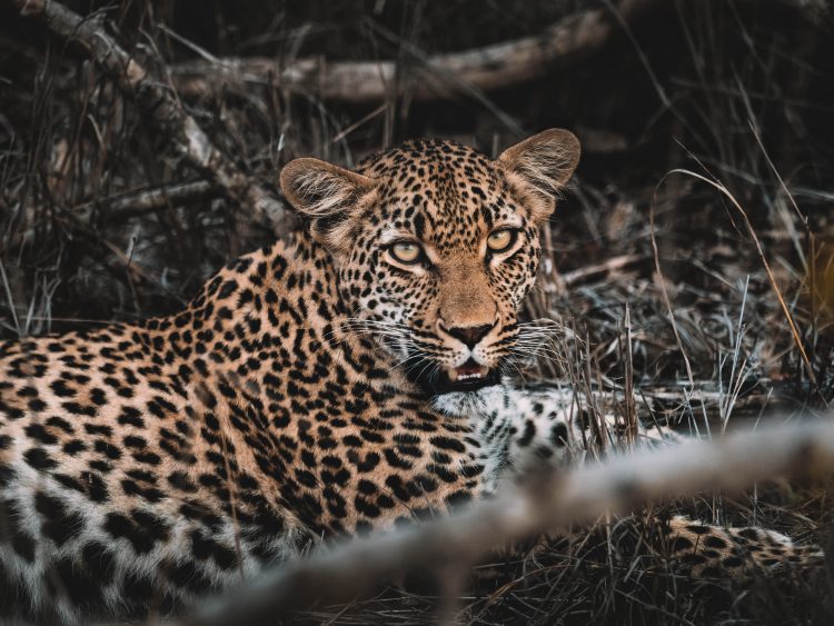 Cheetah-Plains-Travel-Blog-Sabi-Sands-South-Africa-Safari-Luxury