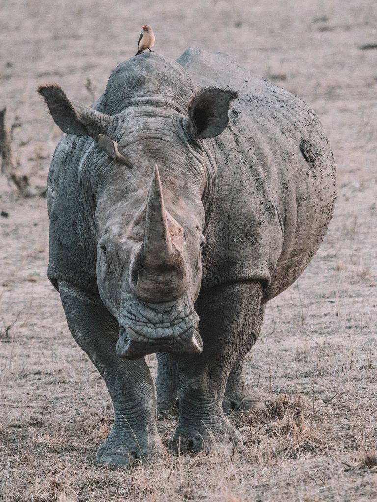 Cheetah-Plains-Travel-Blog-Sabi-Sands-South-Africa-Safari-Luxury