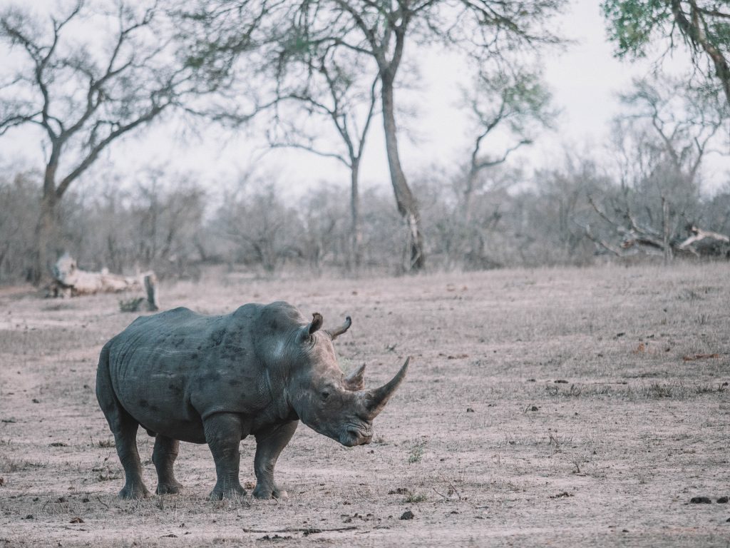 Cheetah-Plains-Travel-Blog-Sabi-Sands-South-Africa-Safari-Luxury