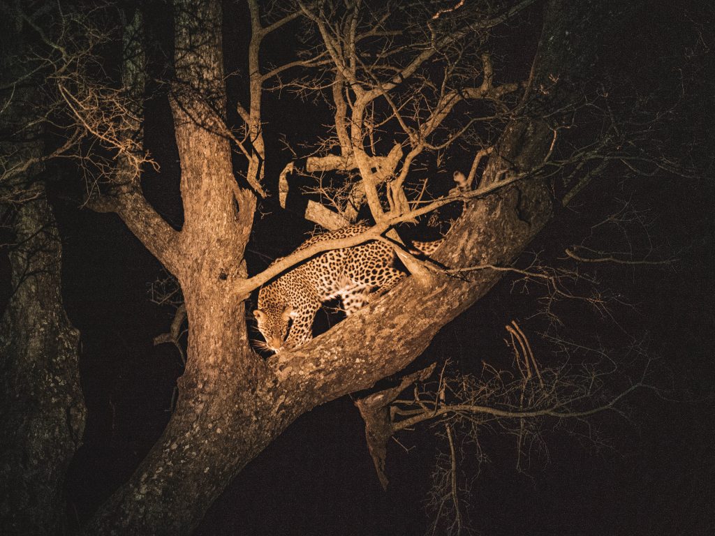Cheetah-Plains-Travel-Blog-Sabi-Sands-South-Africa-Safari-Luxury