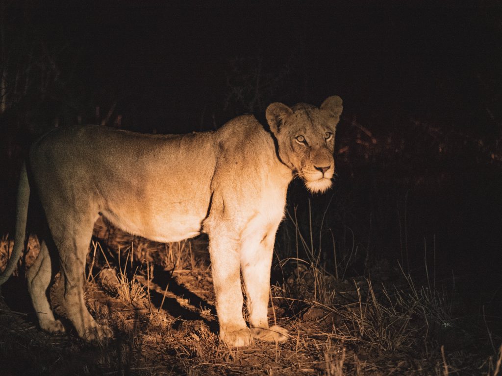 Cheetah-Plains-Travel-Blog-Sabi-Sands-South-Africa-Safari-Luxury