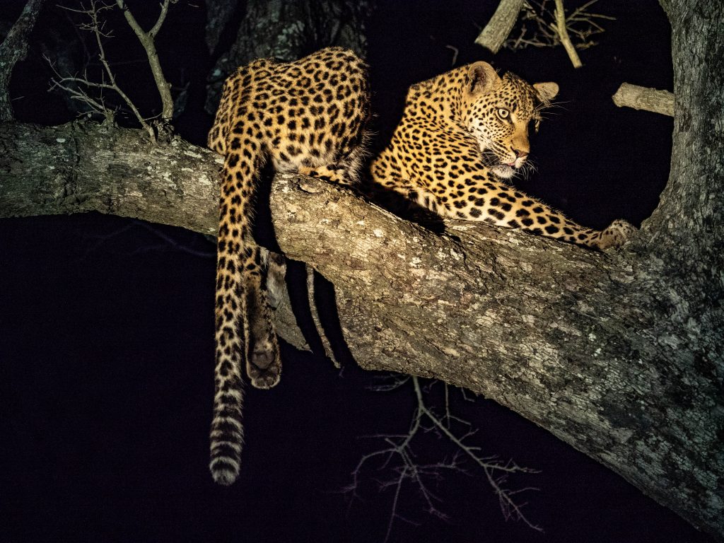Cheetah-Plains-Travel-Blog-Sabi-Sands-South-Africa-Safari-Luxury