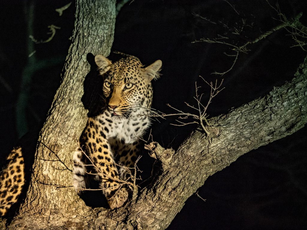 Cheetah-Plains-Travel-Blog-Sabi-Sands-South-Africa-Safari-Luxury