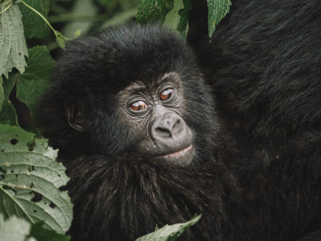 Virunga-Gorillas-Travel-Blog-National-Park-Democratic-Republic-of-Congo-DRC