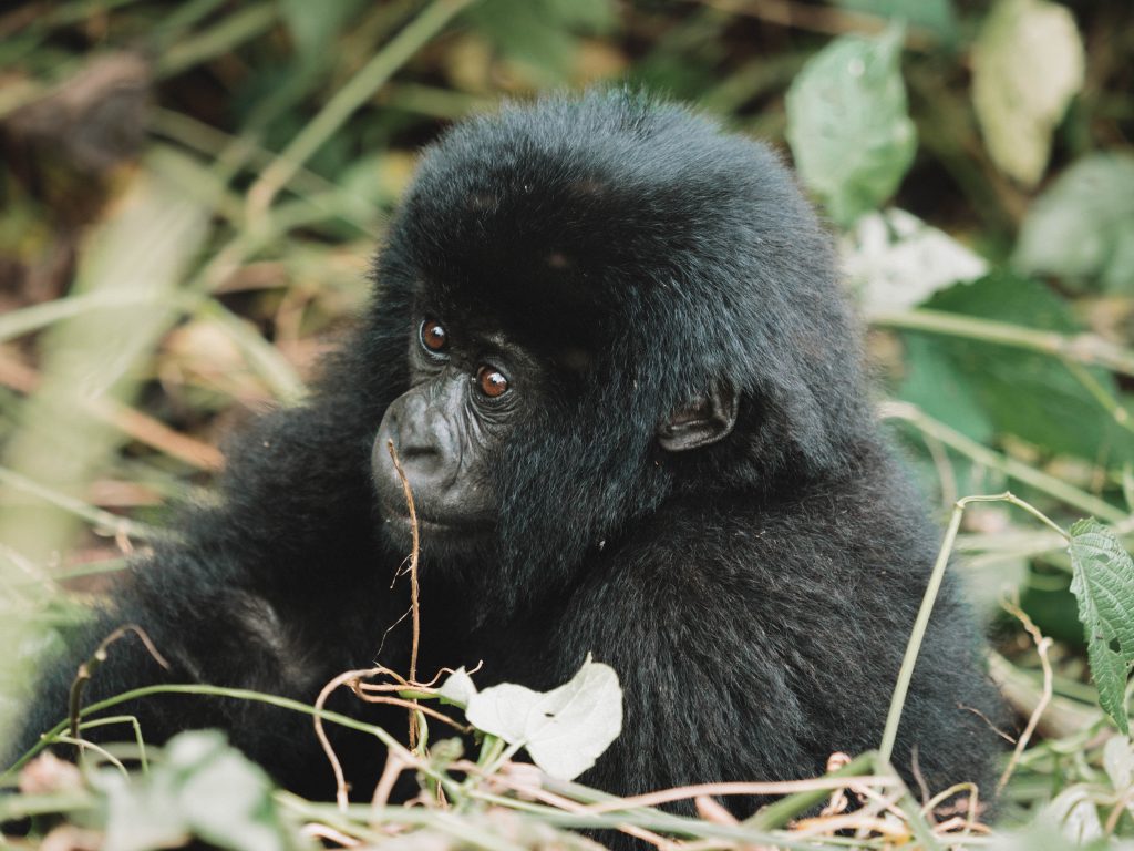 Virunga-Gorillas-Travel-Blog-National-Park-Democratic-Republic-of-Congo-DRC