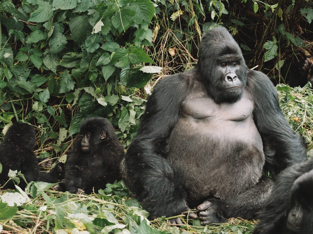 Virunga-Gorillas-Travel-Blog-National-Park-Democratic-Republic-of-Congo-DRC