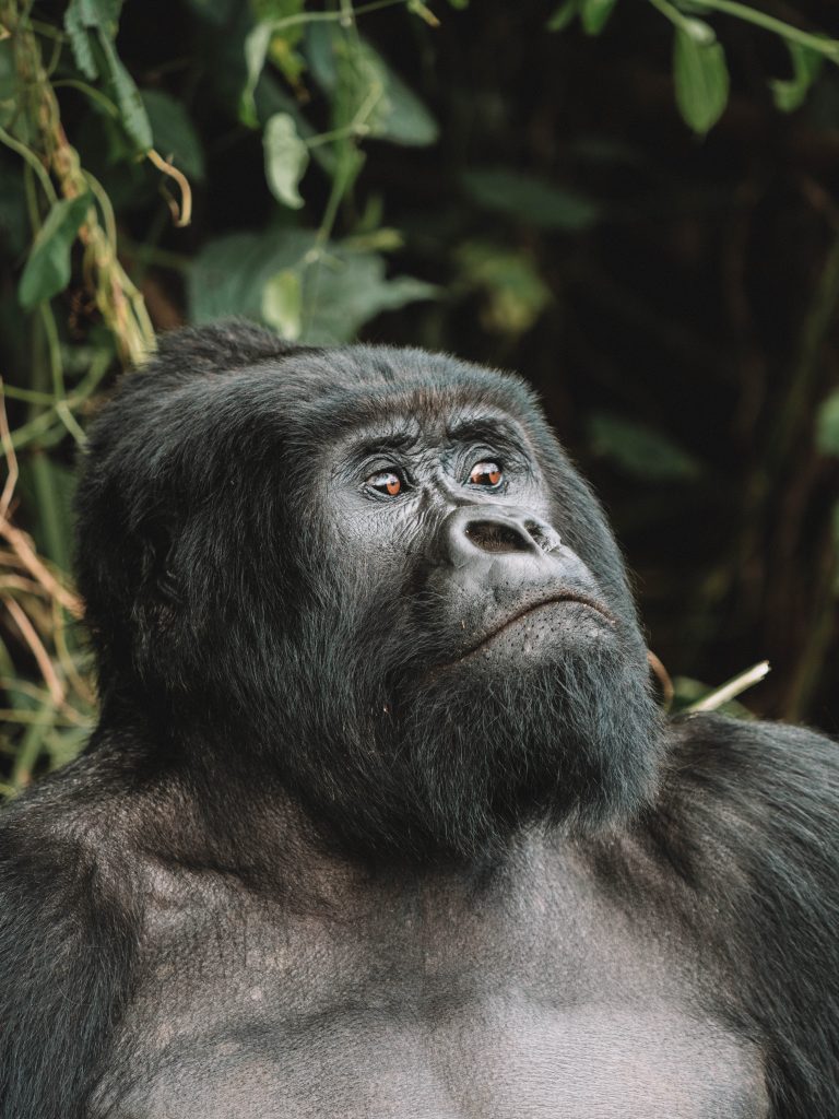 Virunga-Gorillas-Travel-Blog-National-Park-Democratic-Republic-of-Congo-DRC