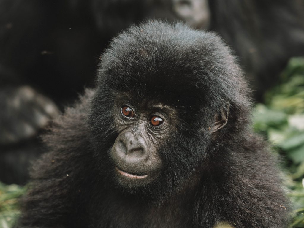 Virunga-Gorillas-Travel-Blog-National-Park-Democratic-Republic-of-Congo-DRC