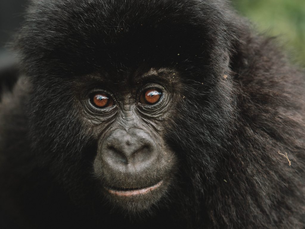 Virunga-Gorillas-Travel-Blog-National-Park-Democratic-Republic-of-Congo-DRC