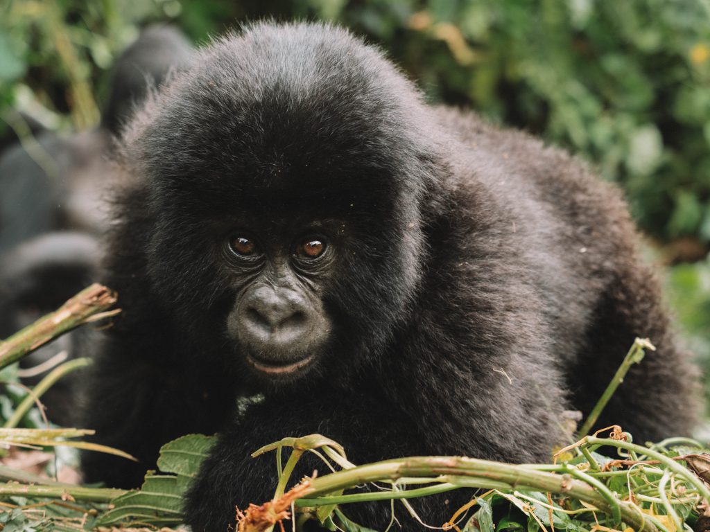 Virunga-Gorillas-Travel-Blog-National-Park-Democratic-Republic-of-Congo-DRC