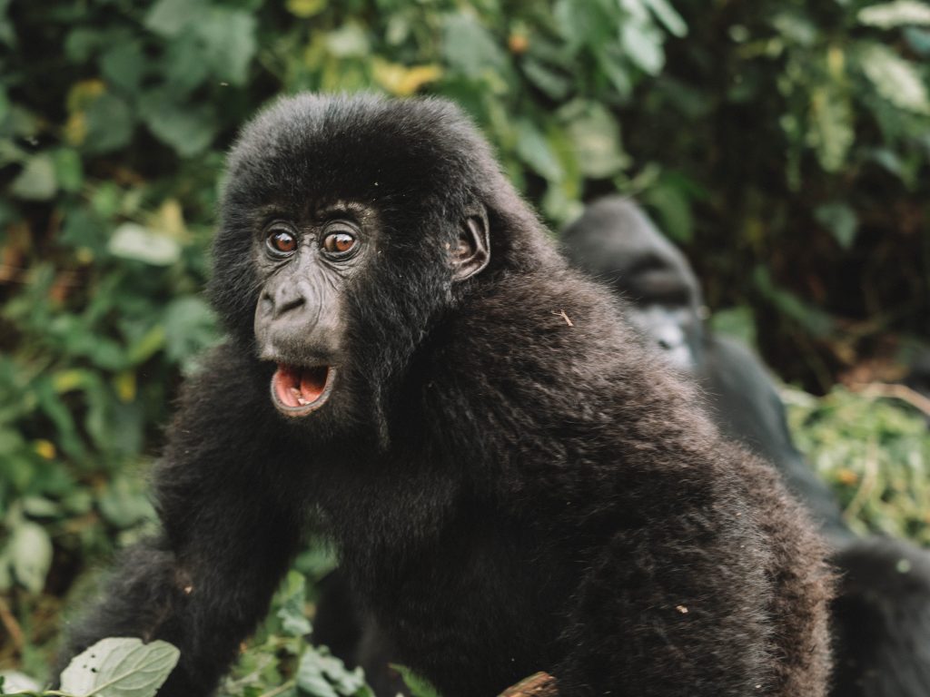 Virunga-Gorillas-Travel-Blog-National-Park-Democratic-Republic-of-Congo-DRC