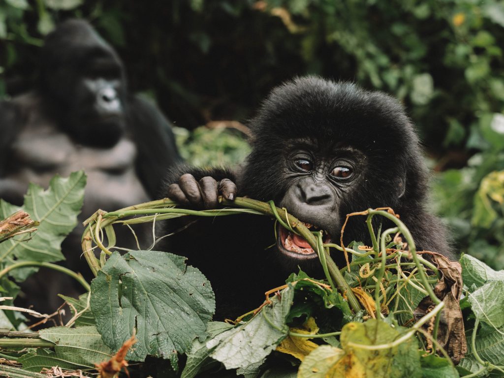 Virunga-Gorillas-Travel-Blog-National-Park-Democratic-Republic-of-Congo-DRC