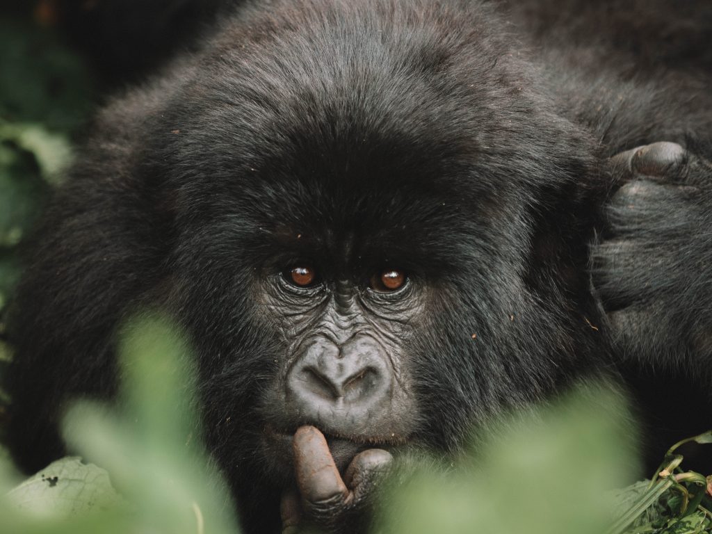 Virunga-Gorillas-Travel-Blog-National-Park-Democratic-Republic-of-Congo-DRC