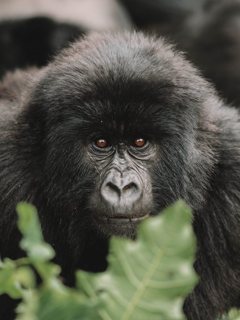 Virunga-Gorillas-Travel-Blog-National-Park-Democratic-Republic-of-Congo-DRC