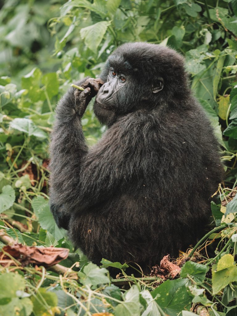 Virunga-Gorillas-Travel-Blog-National-Park-Democratic-Republic-of-Congo-DRC