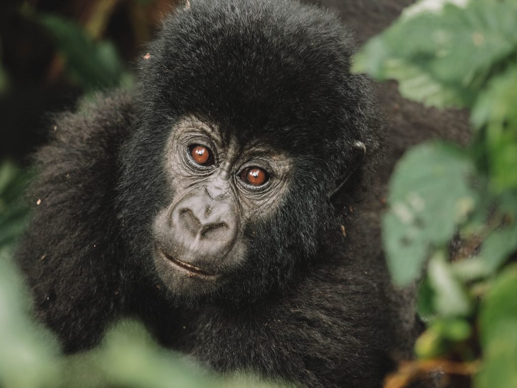 Virunga-Gorillas-Travel-Blog-National-Park-Democratic-Republic-of-Congo-DRC