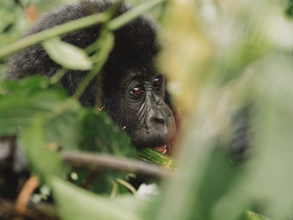 Virunga-Gorillas-Travel-Blog-National-Park-Democratic-Republic-of-Congo-DRC