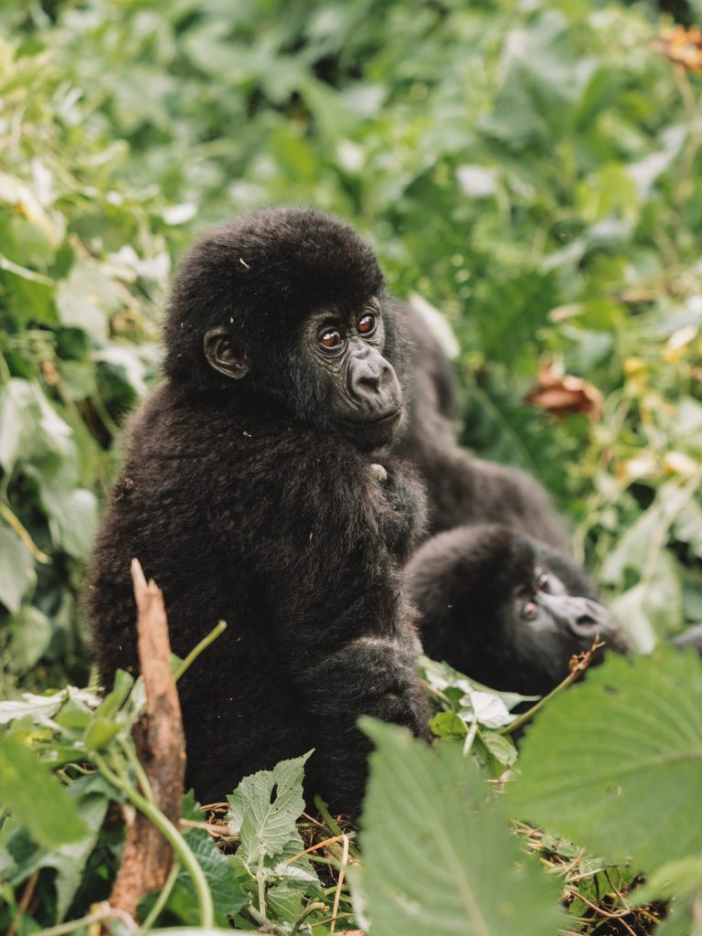 Virunga-Gorillas-Travel-Blog-National-Park-Democratic-Republic-of-Congo-DRC
