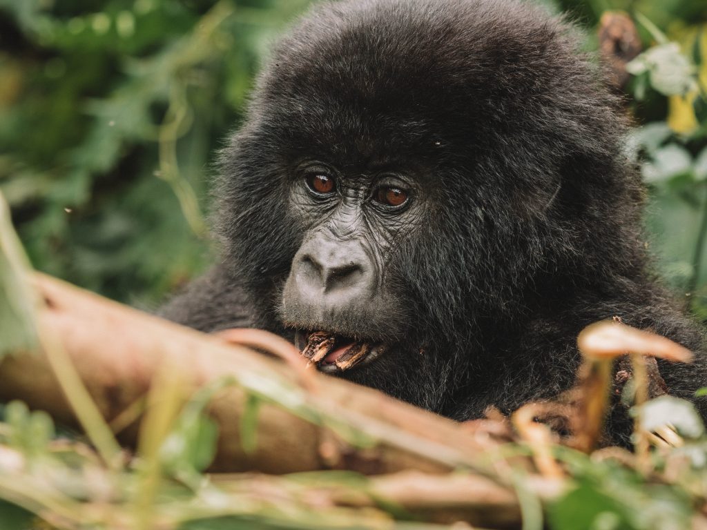 Virunga-Gorillas-Travel-Blog-National-Park-Democratic-Republic-of-Congo-DRC