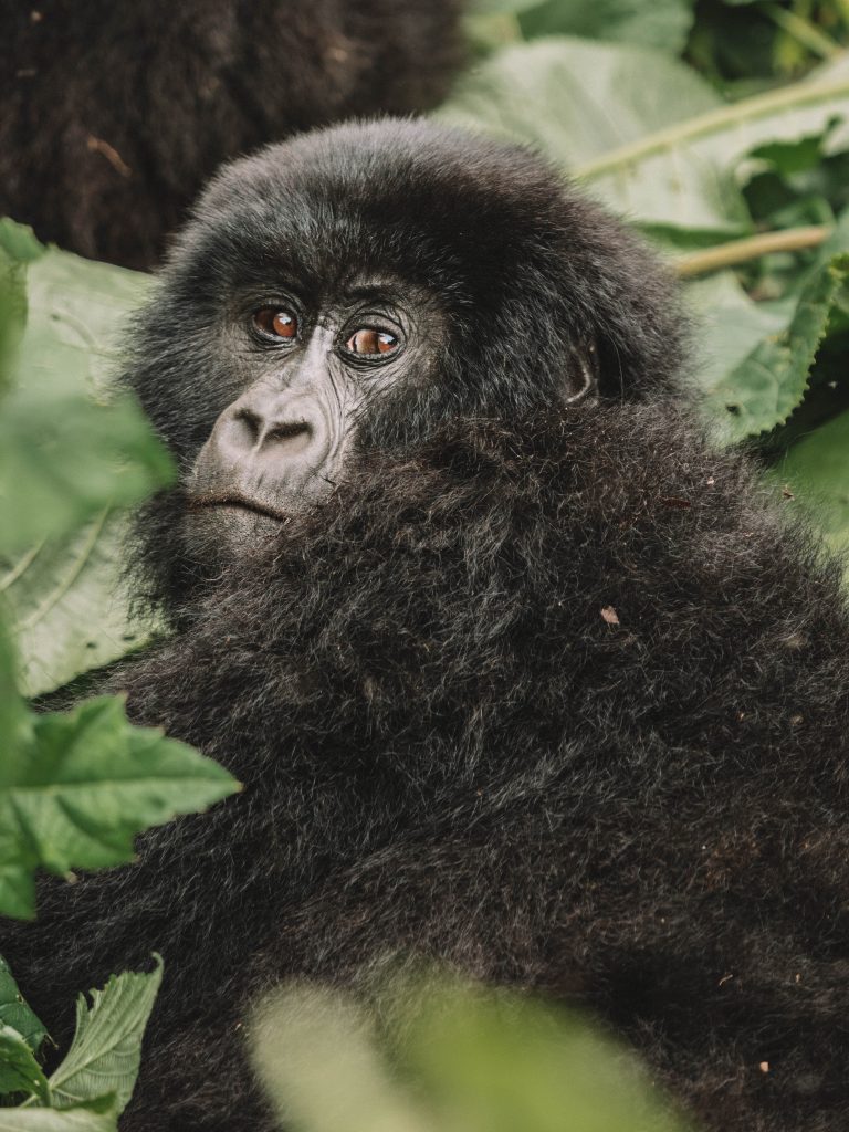 Virunga-Gorillas-Travel-Blog-National-Park-Democratic-Republic-of-Congo-DRC