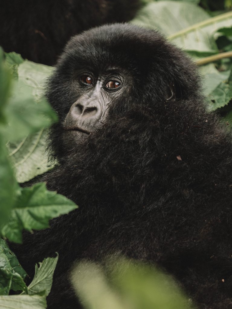 Virunga-Gorillas-Travel-Blog-National-Park-Democratic-Republic-of-Congo-DRC