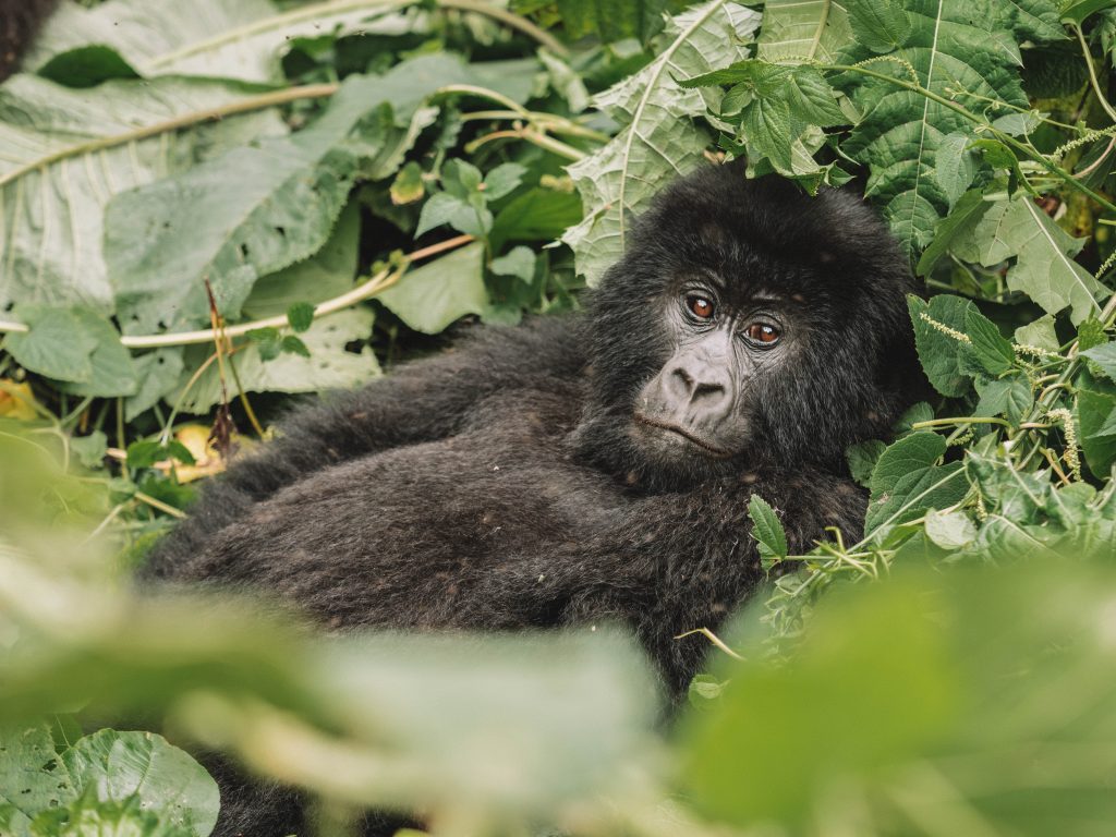 Virunga-Gorillas-Travel-Blog-National-Park-Democratic-Republic-of-Congo-DRC