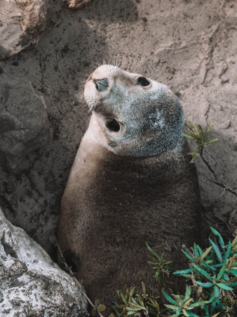 Seal Bay, Kangaroo Island, South Australia