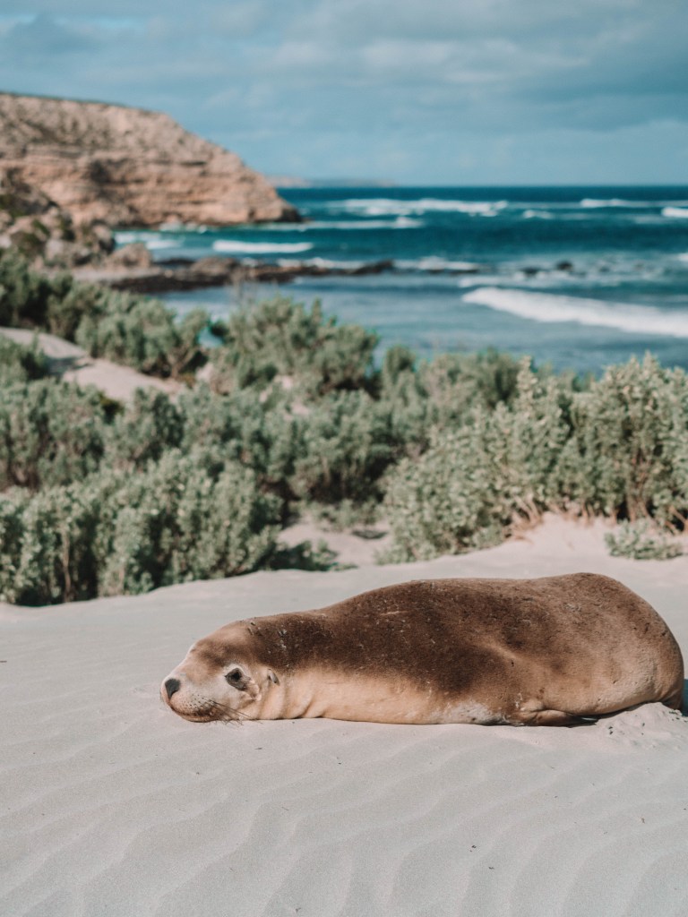 Seal Bay, Kangaroo Island, South Australia