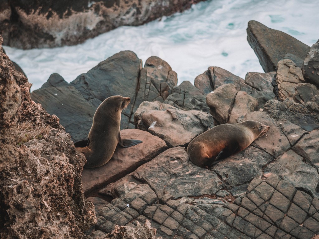 Kangaroo-Island-South-Australia-Travel-Blog