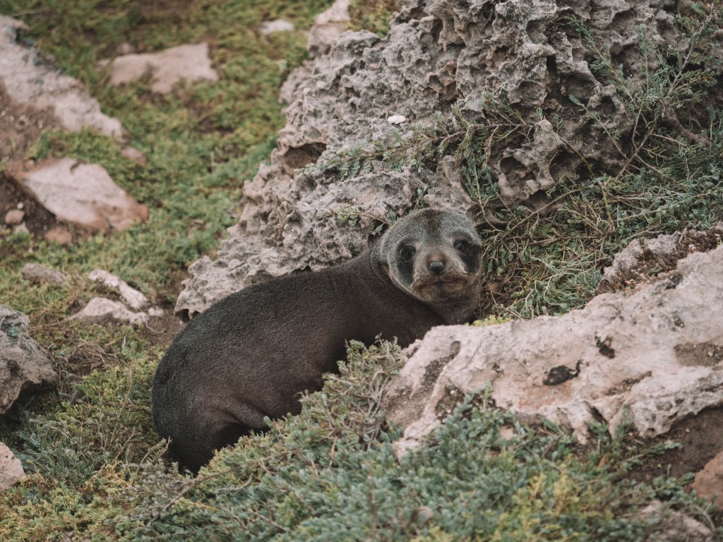 Kangaroo-Island-South-Australia-Travel-Blog