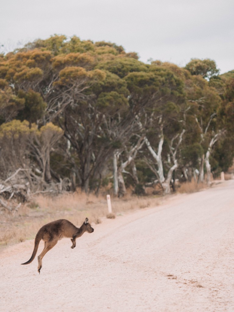 Kangaroo-Island-South-Australia-Travel-Blog