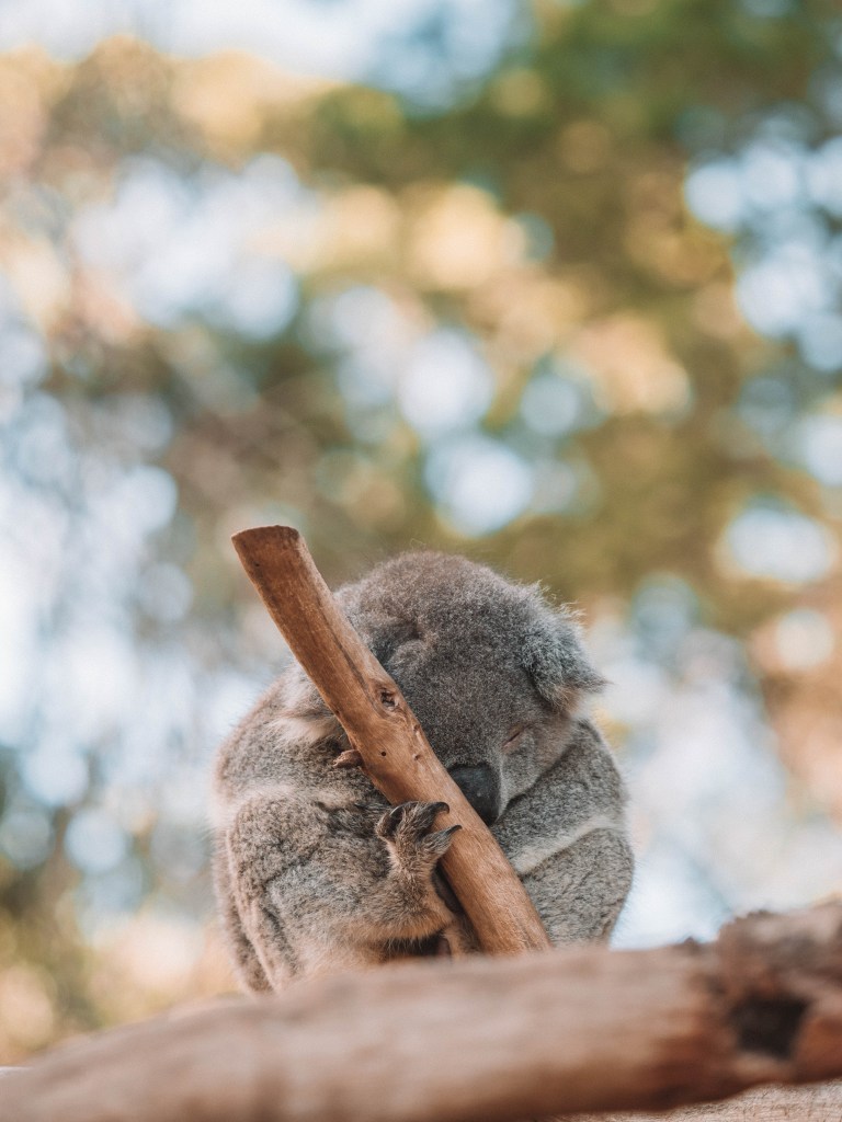 Kangaroo-Island-South-Australia-Travel-Blog