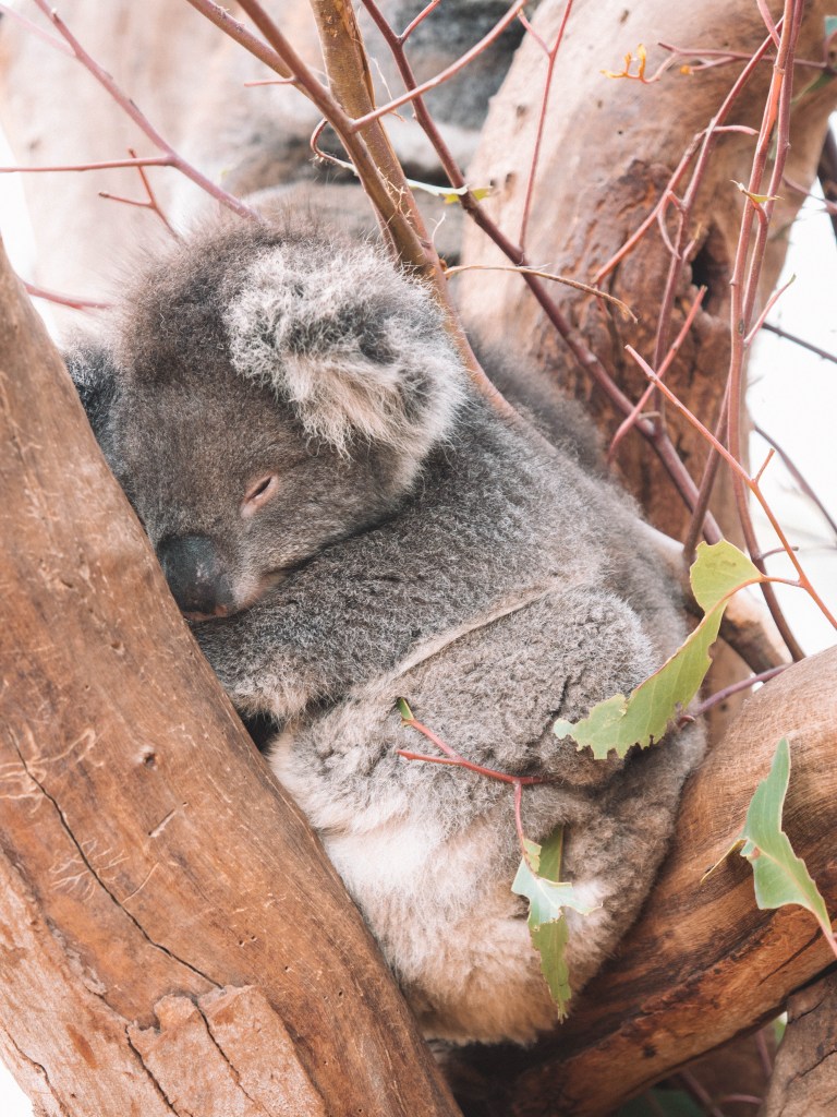 Kangaroo-Island-South-Australia-Travel-Blog