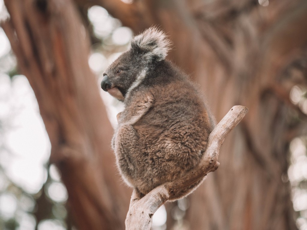 Kangaroo-Island-South-Australia-Travel-Blog