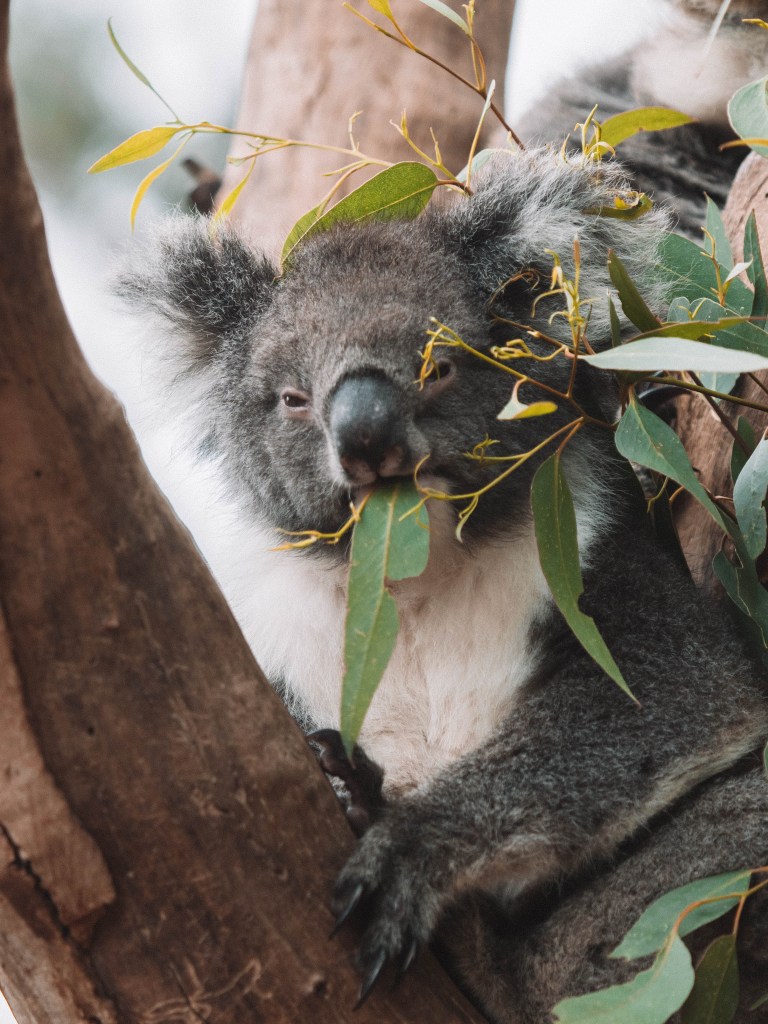 Kangaroo-Island-South-Australia-Travel-Blog