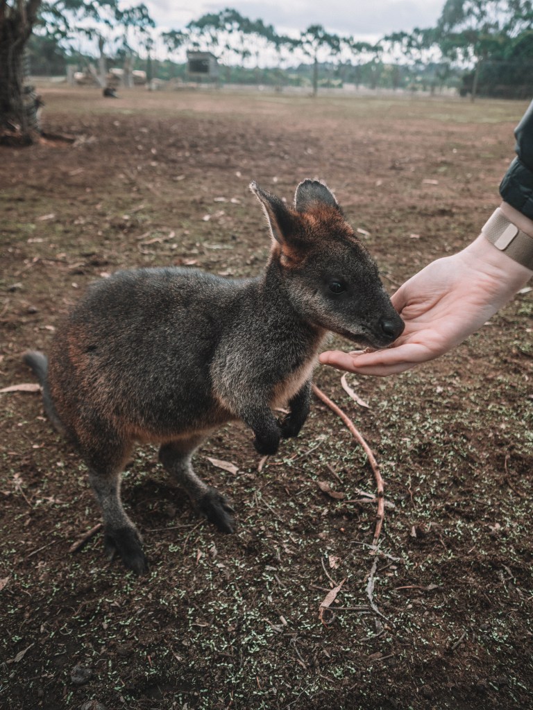 Kangaroo-Island-South-Australia-Travel-Blog