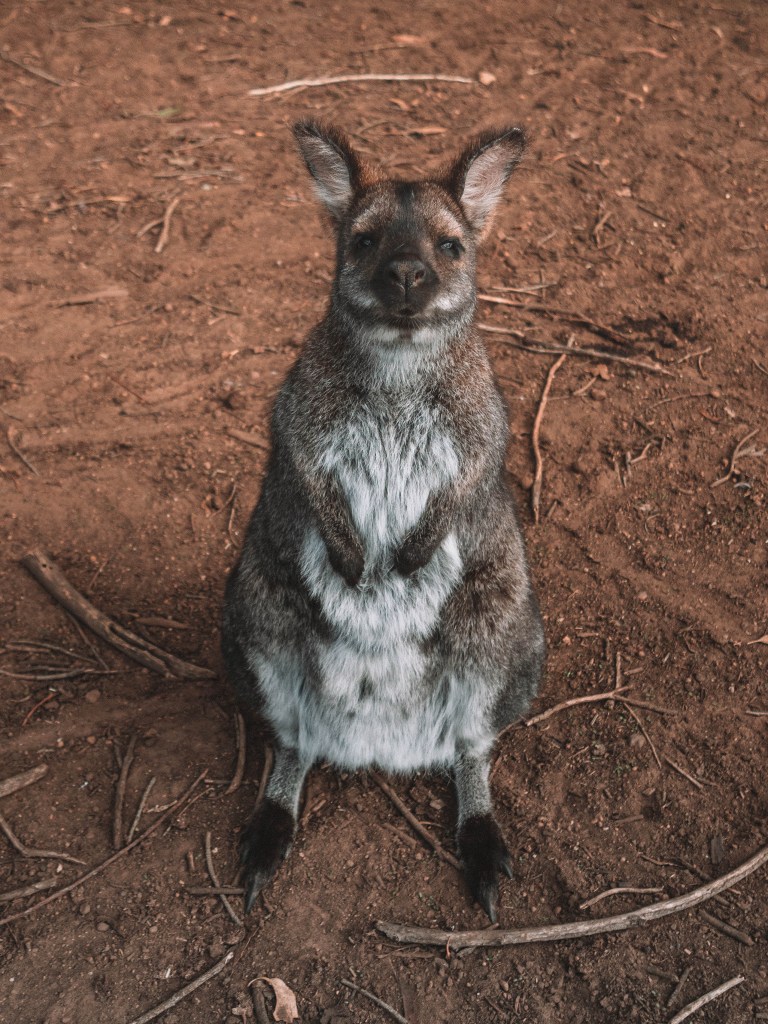 Kangaroo-Island-South-Australia-Travel-Blog