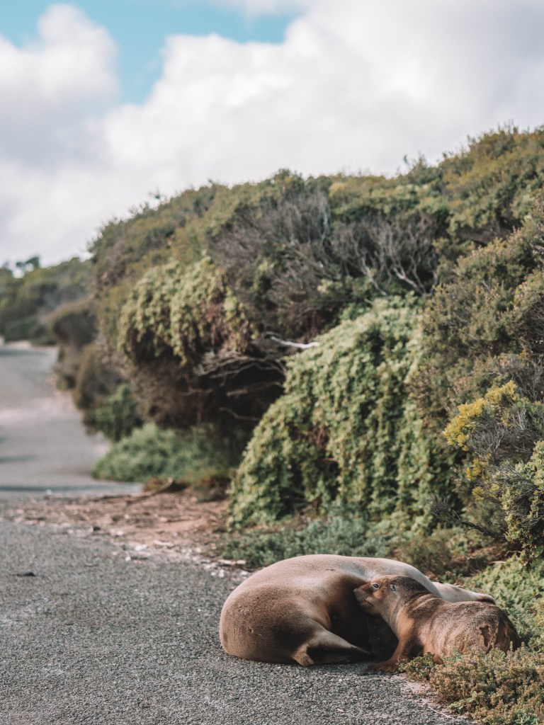 Kangaroo-Island-South-Australia-Travel-Blog