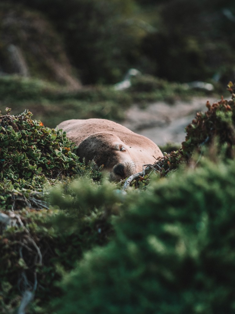 Kangaroo-Island-South-Australia-Travel-Blog