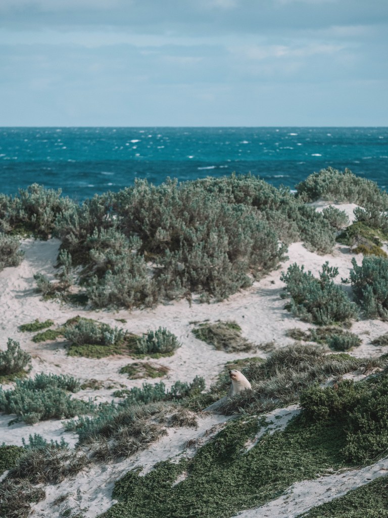 Kangaroo-Island-South-Australia-Travel-Blog